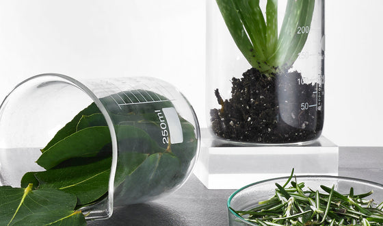 ¿Glosario de ingredientes?