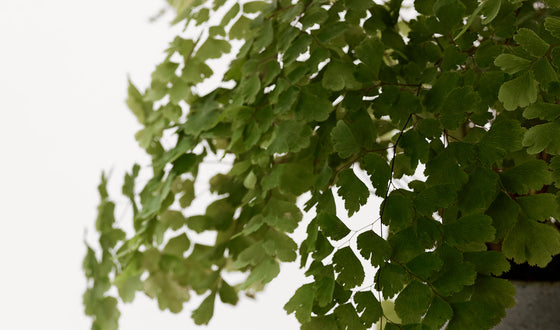 Una marca antienvejecimiento que piensa como una marca natural